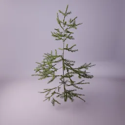 Small fir tree