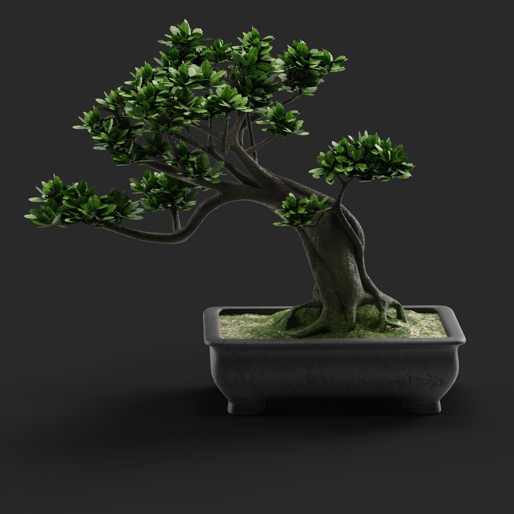 Bonsai Tree FREE Trees models BlenderKit