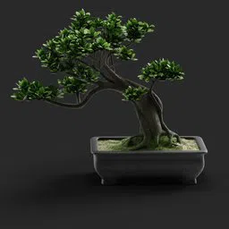 Detailed Blender 3D bonsai model with adjustable nodes and unbaked textures.