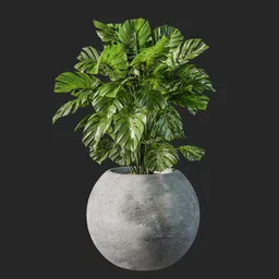 Philodendron plant