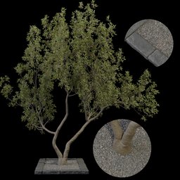 Realistic Blender 3D model of a tree with detailed textures and shaders for landscaping and architectural visualization.