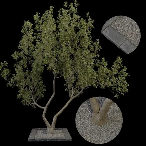 Realistic Blender 3D model of a tree with detailed textures and shaders for landscaping and architectural visualization.