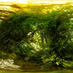 Whispering Woodland Waters