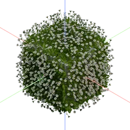 Common Daisy Growth Simulation