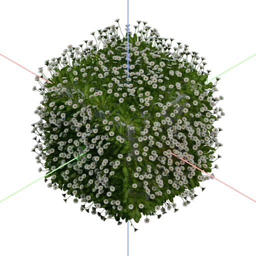 Common Daisy Growth Simulation
