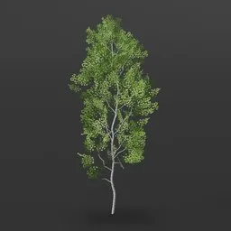 Aspen Tree short trunk