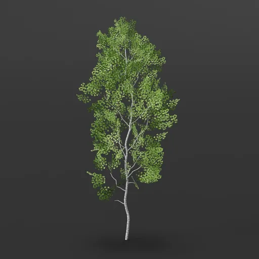 Aspen Tree short trunk