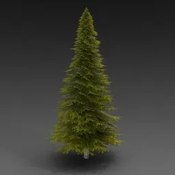 Large Fir Tree