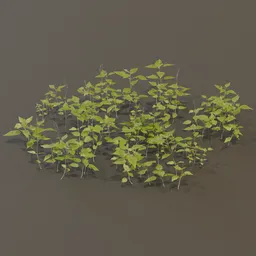 Circaea Lutetiana Weed Plant Large