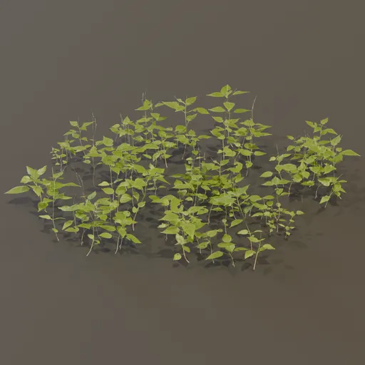 Circaea Lutetiana Weed Plant Large