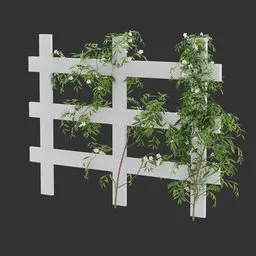 Flowering Divider Fence Climber Plant