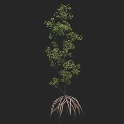 Mangrove Tree