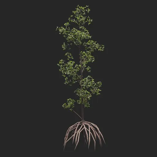 Mangrove Tree