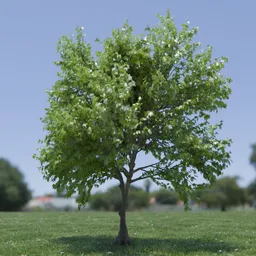 Tree Acer Buergerianum animated