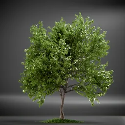 Tree Trident Maple animated