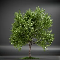 Tree Trident Maple animated