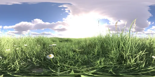 Morning light grass