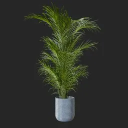 Kentia Palm