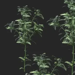 Silver Green Feather Leaf Simple Plant