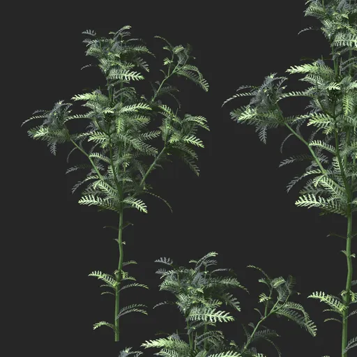 Silver Green Feather Leaf Simple Plant