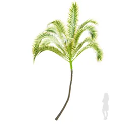 Palma Areca Catechu Medium