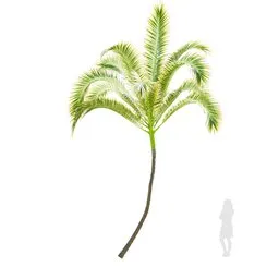 Palma Areca Catechu Medium