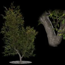 Low Poly Broadleaf