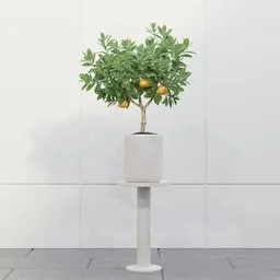 Orange Tree Pot