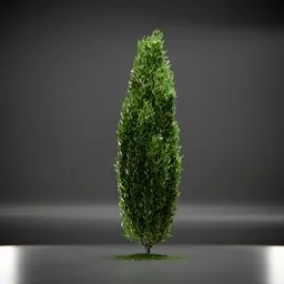 Tree Columnar European Animated