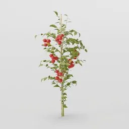 Thin Tomator Plant