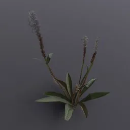Plant Alpine Bistort Small