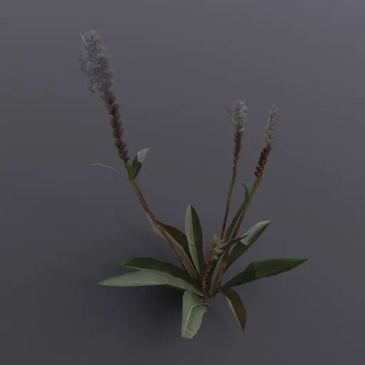 Detailed 3D Alpine Bistort model, perfect for Blender archviz scenes and game environments.