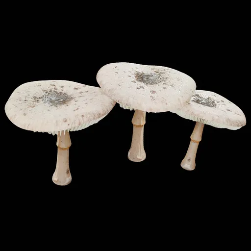 Mushroom
