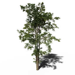 Combretum wild tree V3