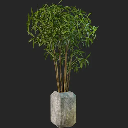 Schefflera