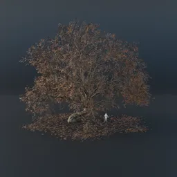 Oak Tree - Gravitropic (Autumn)