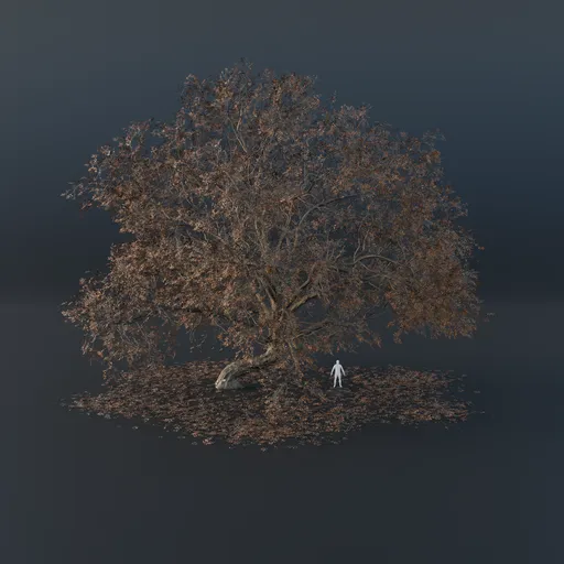 Oak Tree - Gravitropic (Autumn)