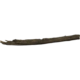 Dead Tree Trunk
