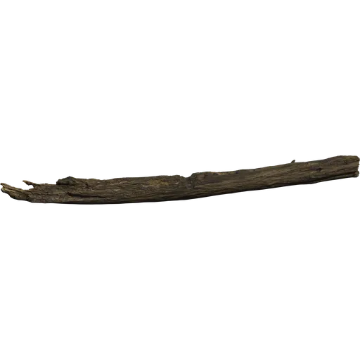Dead Tree Trunk