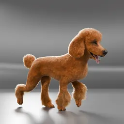 Dog brown Poodle Walking Cycle Animated