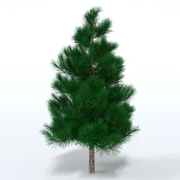 Pine Tree