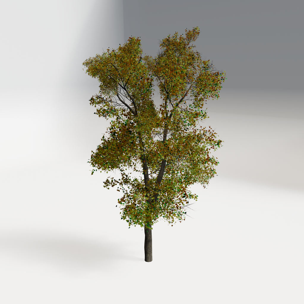 Big tree FREE Trees models BlenderKit