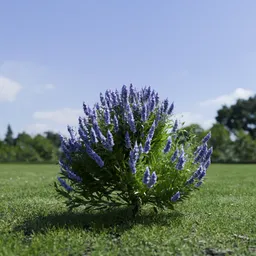 Shurb Spirea Care Blue Mist Animated