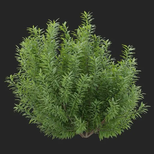 Simple Bush plant