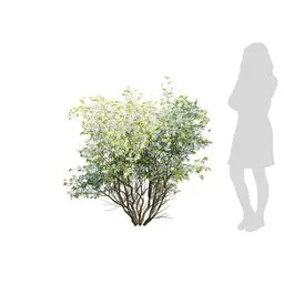 Indoor Plant Amelanchier lamarcki