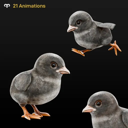 Chick Animated