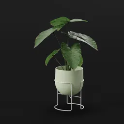 Elephant Ear Taro Tall Potted