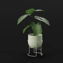 Elephant Ear Taro Tall Potted