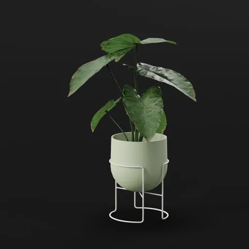 Elephant Ear Taro Tall Potted
