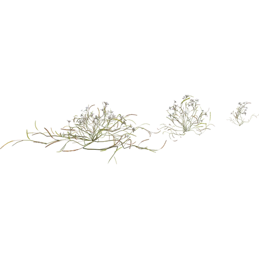 Flower Heliophila